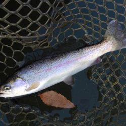 大安トラウトレイク釣果